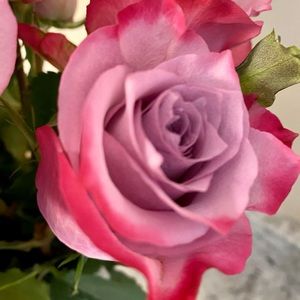 Meet your Posher, Pam